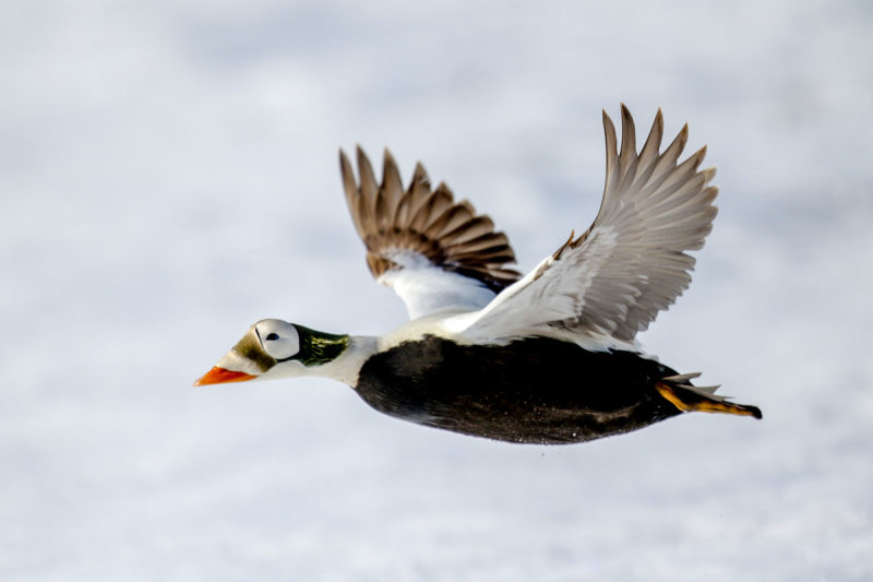 Spectacled Eider