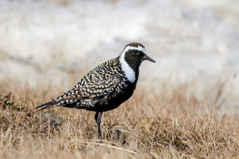 American-Golden Plover