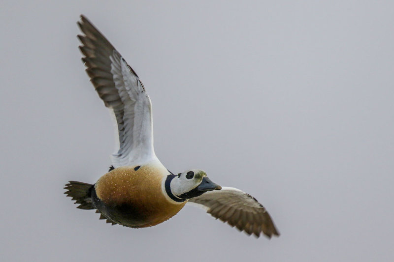 Steller's Eider