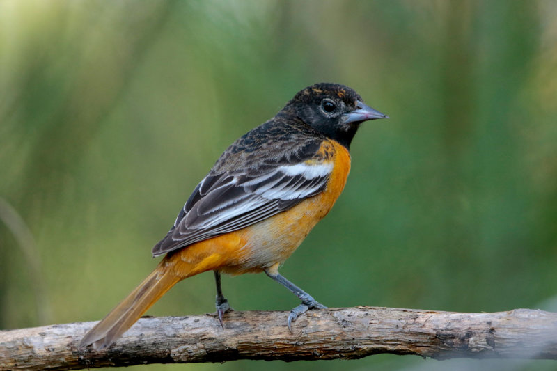 Baltimore Oriole