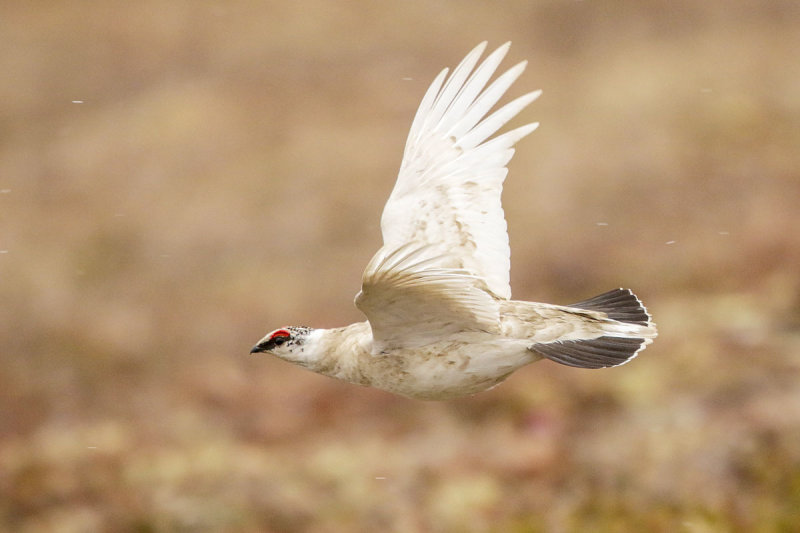 Rock Ptarmigan