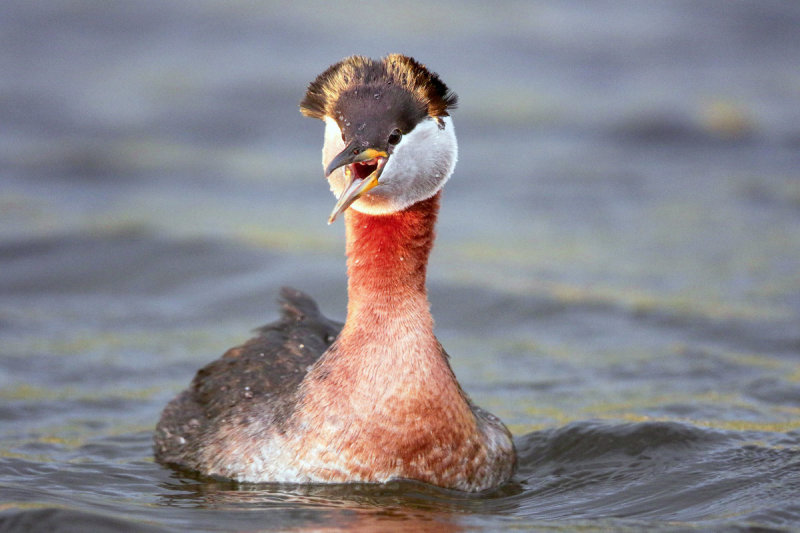 Red-Necked Grebe