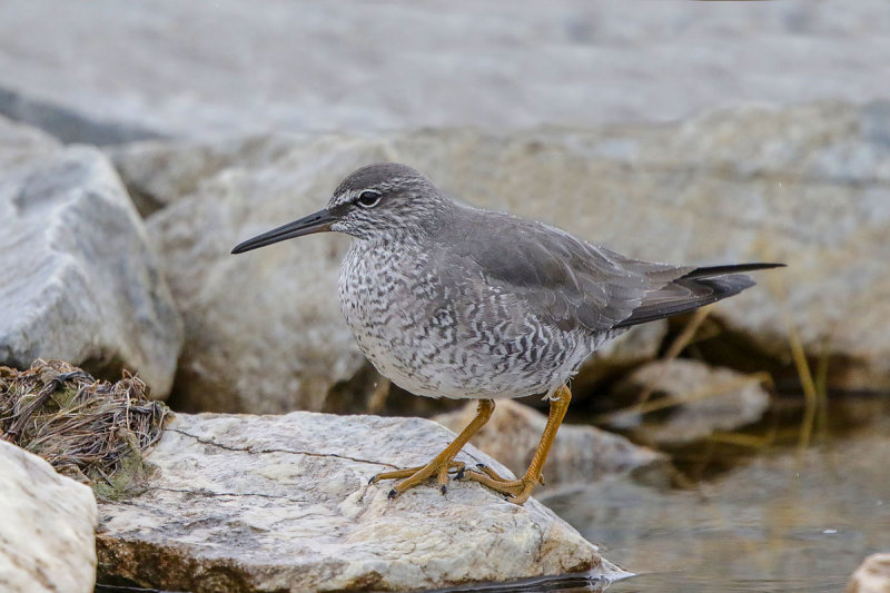 Wandering Tattler