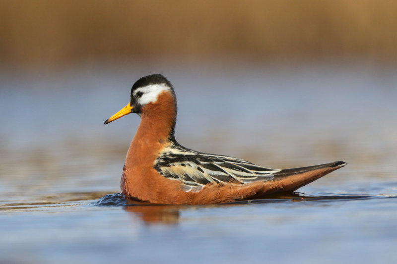Red Phalarope