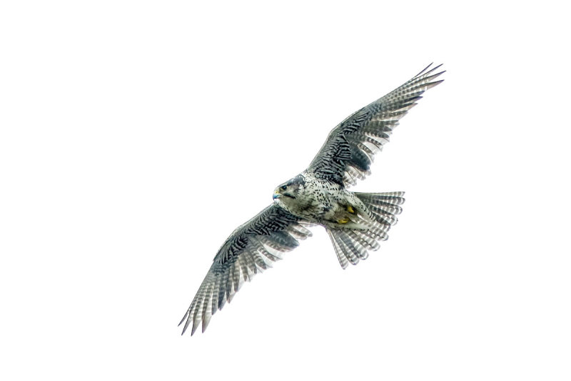 Gyrfalcon