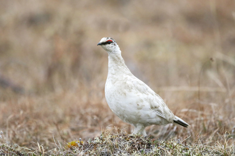 Rock Ptarmigan