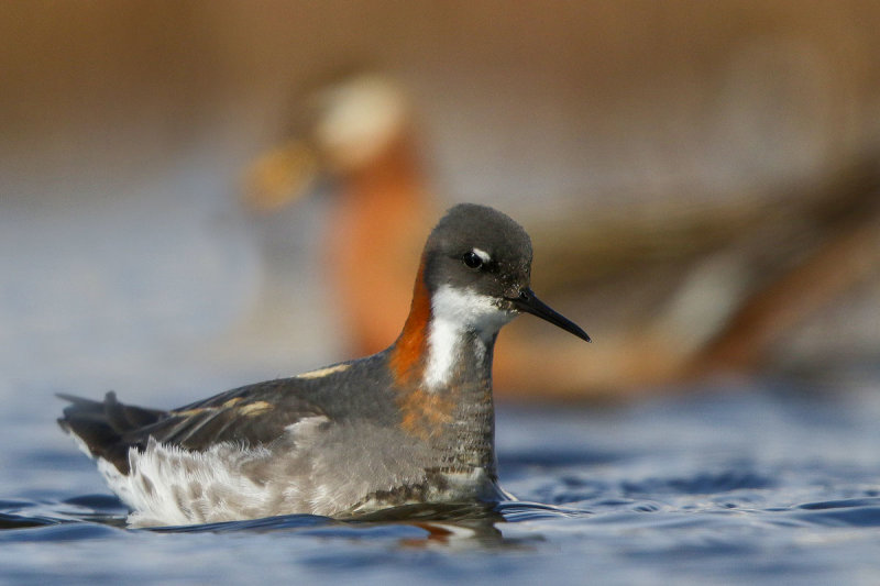 Red-necked Phalarope