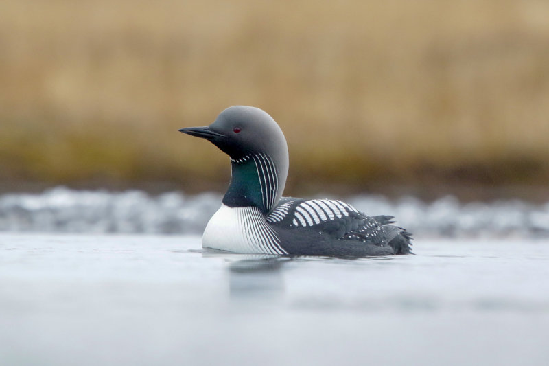 Pacific Loon