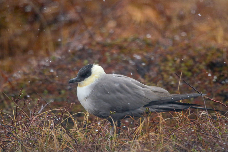 Long-tailed Jaeger