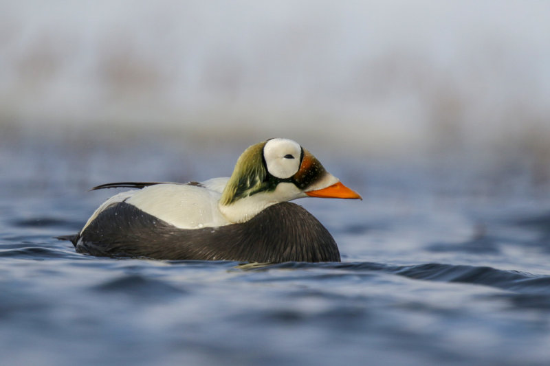 Spectacled-Eider