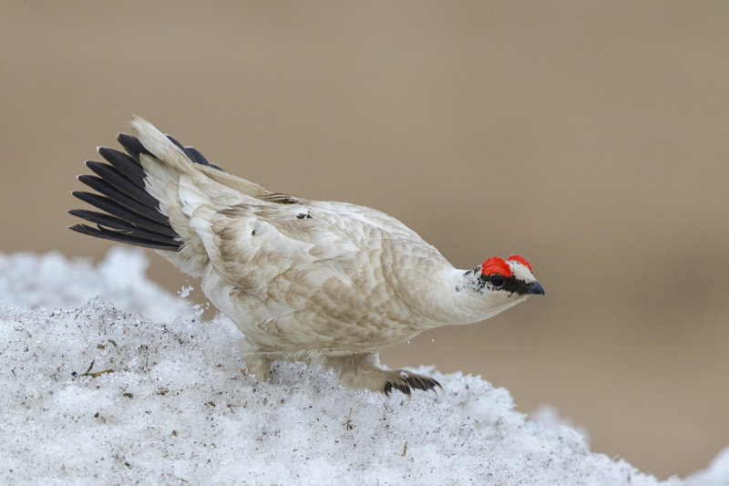 Pock Ptarmigan