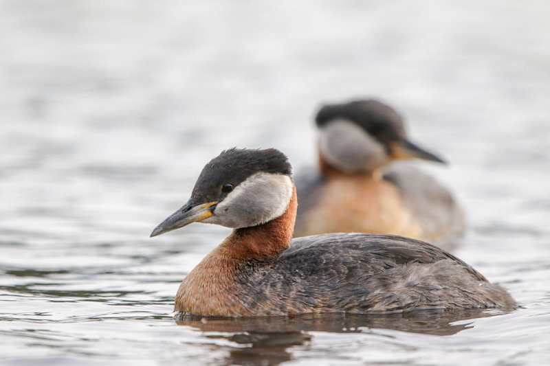 Red-necked Grebe