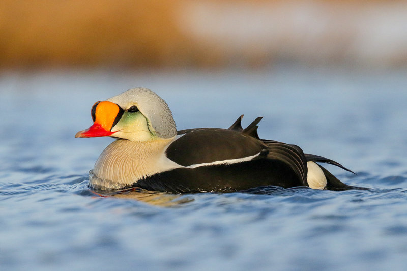 King Eider