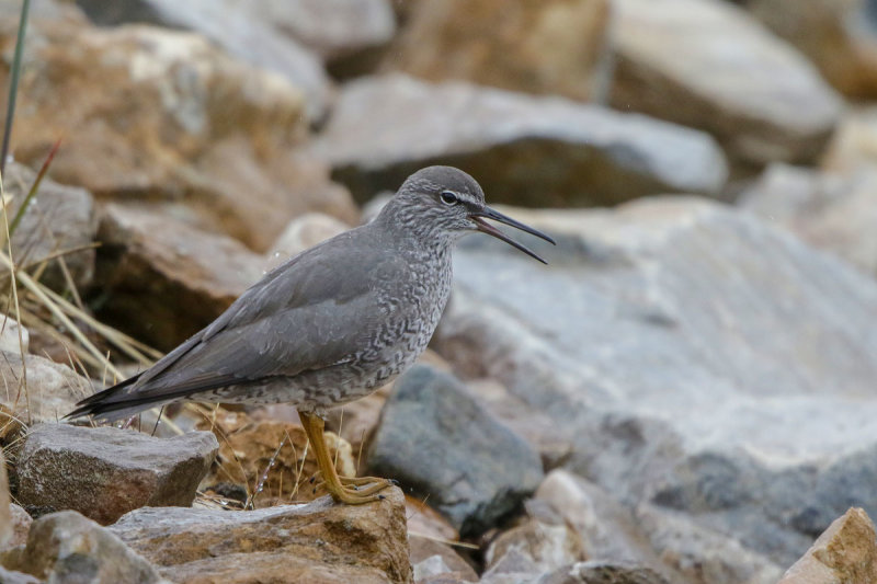 Wandering Tattler