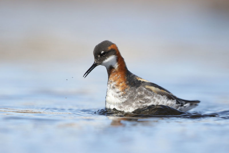 Red-necked Phalarope