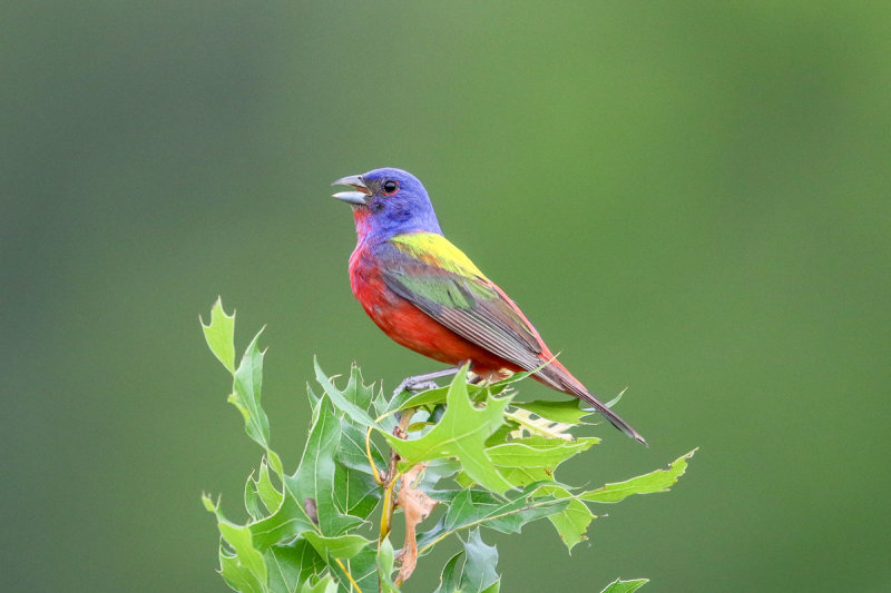 Painted Bunting
