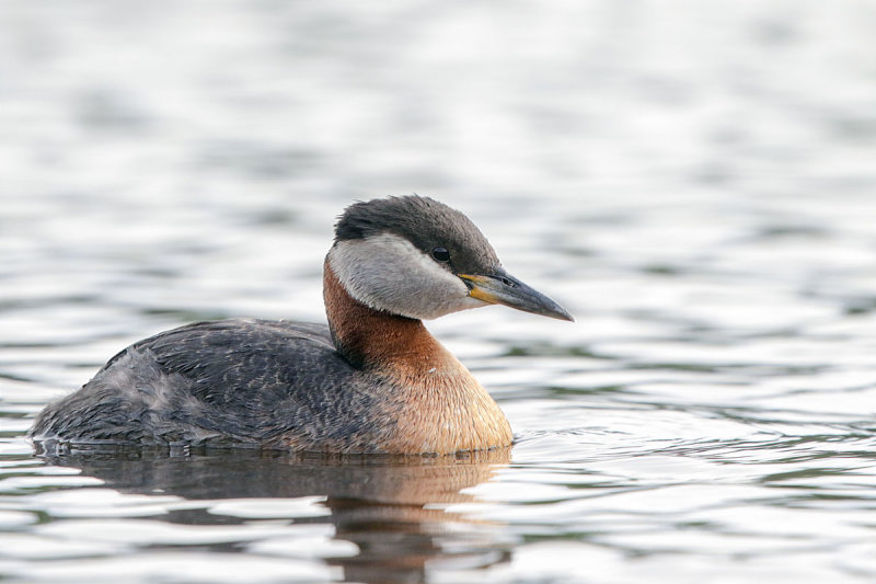 Red-necked Grebe