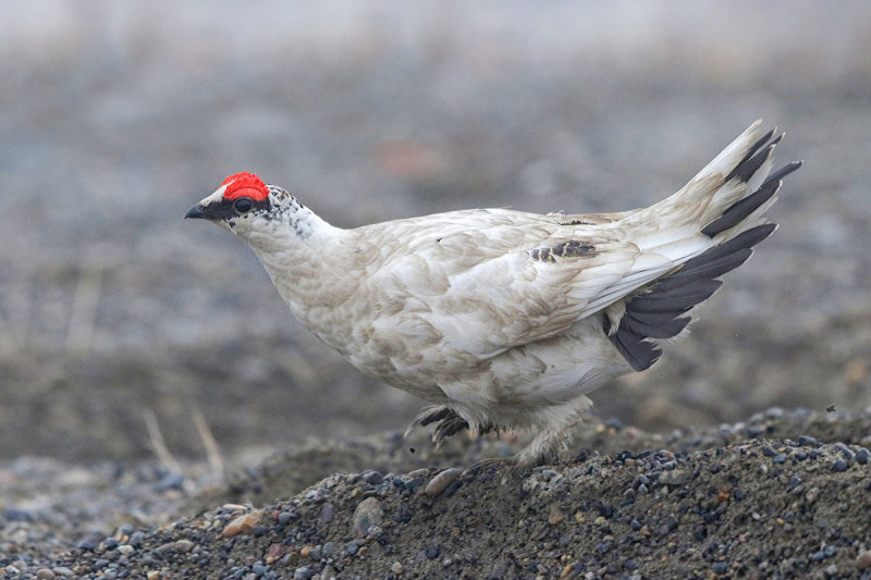 Rock Ptarmigan
