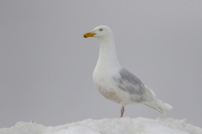 Glaucous Gull