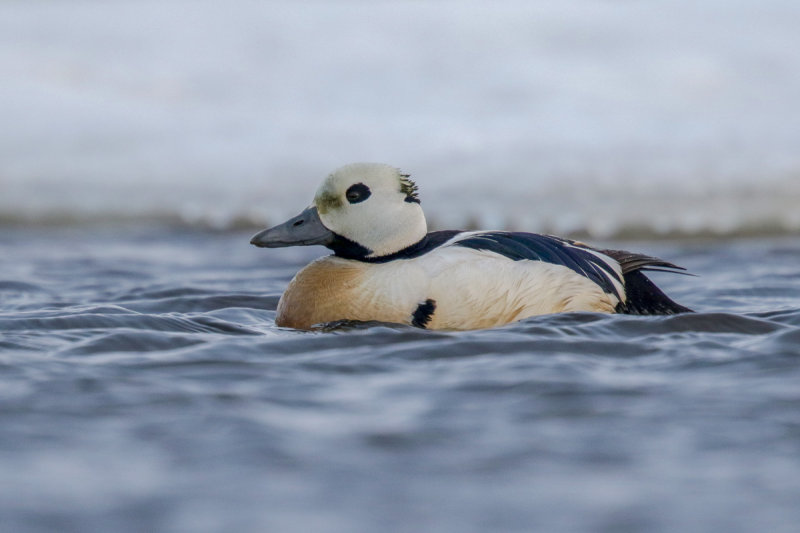 Steller's Eider