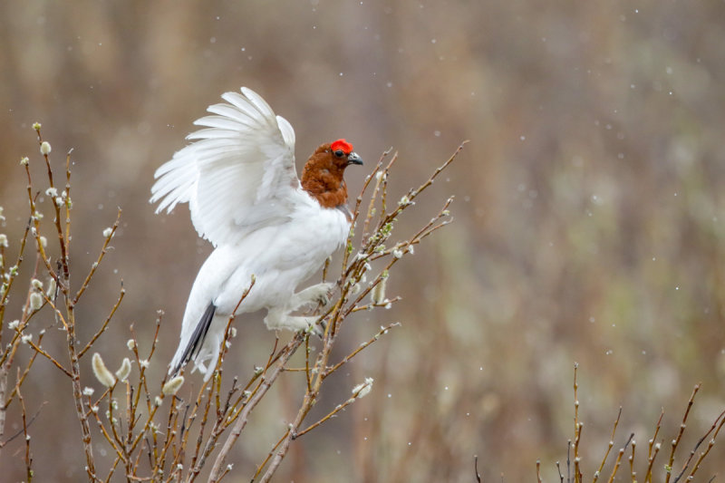 Willow Ptarmigan