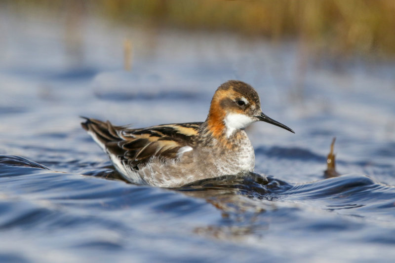 Red-necked Phalarope