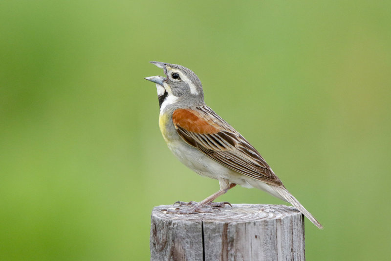 Dickcissal