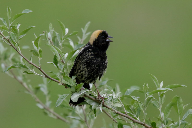 Bobolink