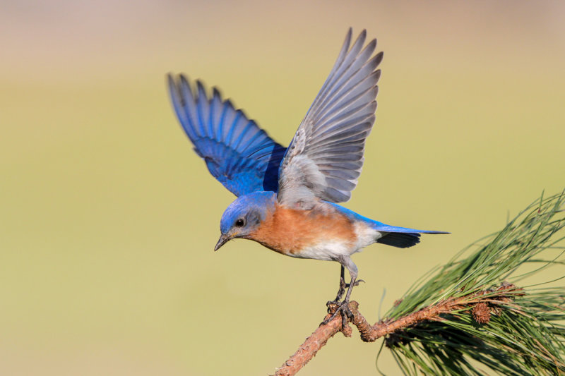 Eastern Bluebird