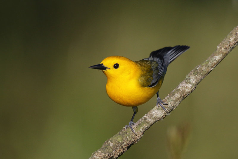 Prothonotary Warbler