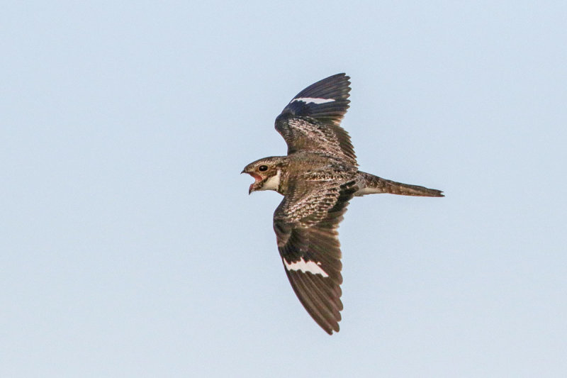 Common Nighthawk