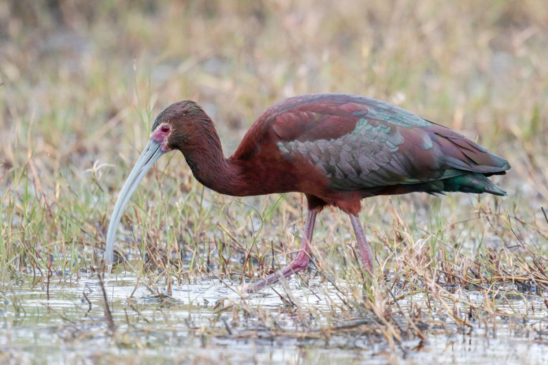 White-faced Ibis