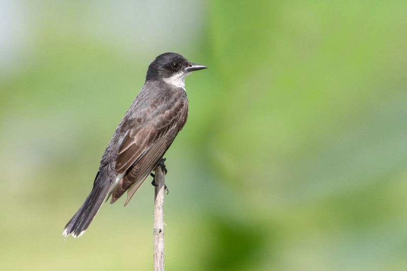 Eastern Kingbird