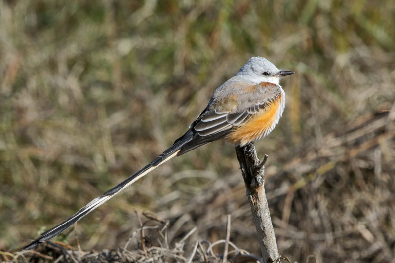 Scissor-tailed Flycatcher
