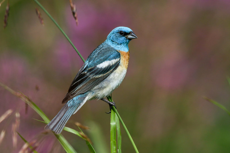 Luzuli Bunting