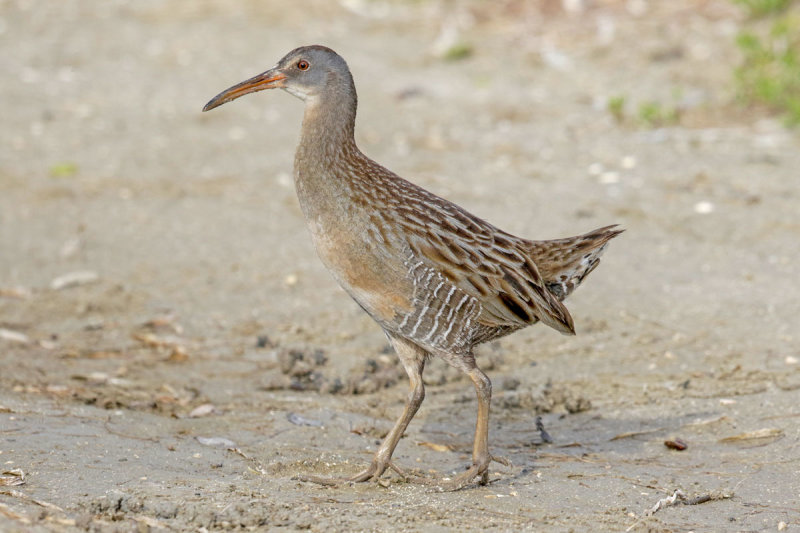 Clapper Rail