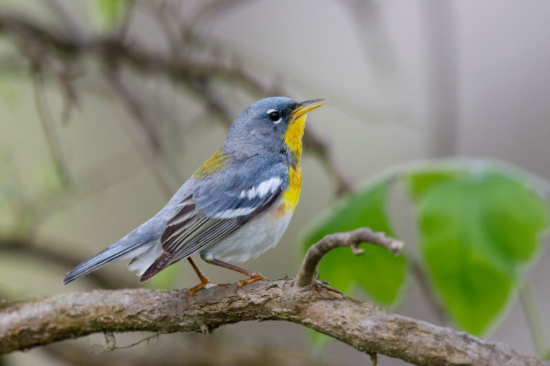 Northern Parula