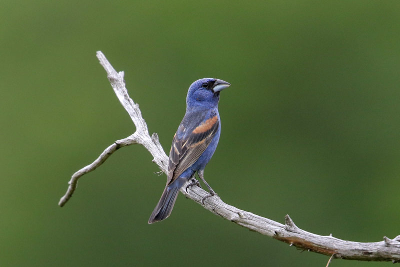 Blue Grosbeak