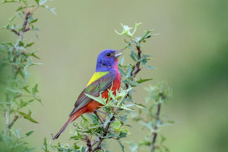 Painted Bunting