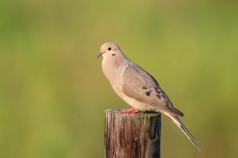 Mourning Dove