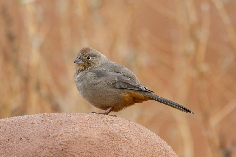 Canyon Towhee