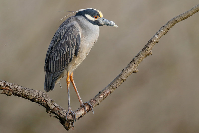 Yellow-crowned Night Heron