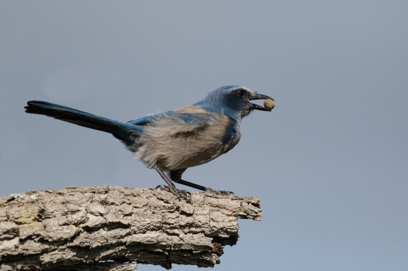 Florida Scrub-jay