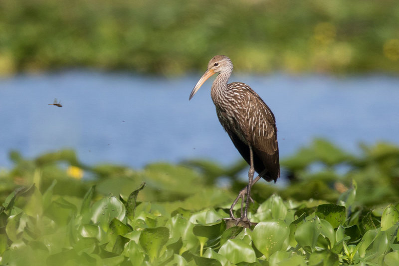 Limpkin