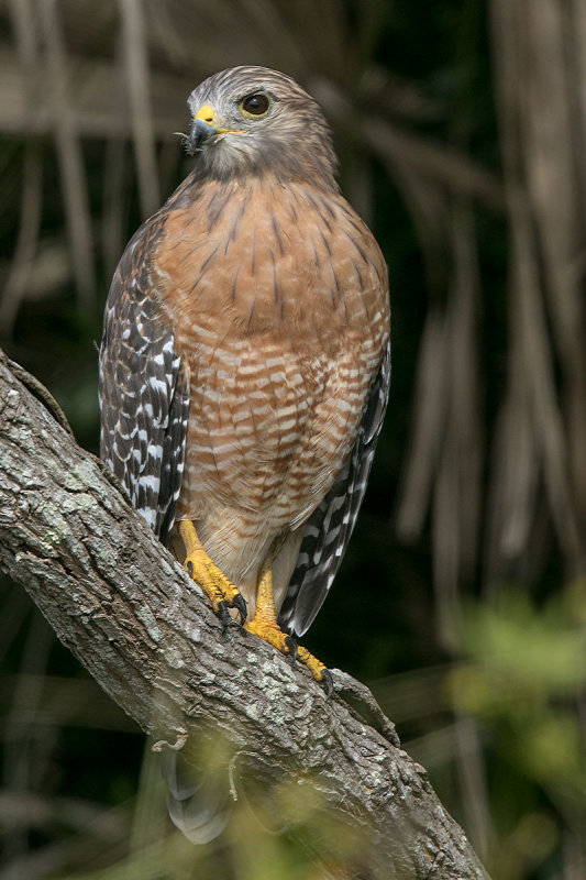 Red-shouldered Hawk