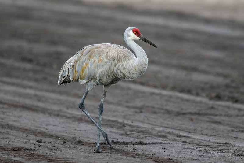 Sandhill Crane