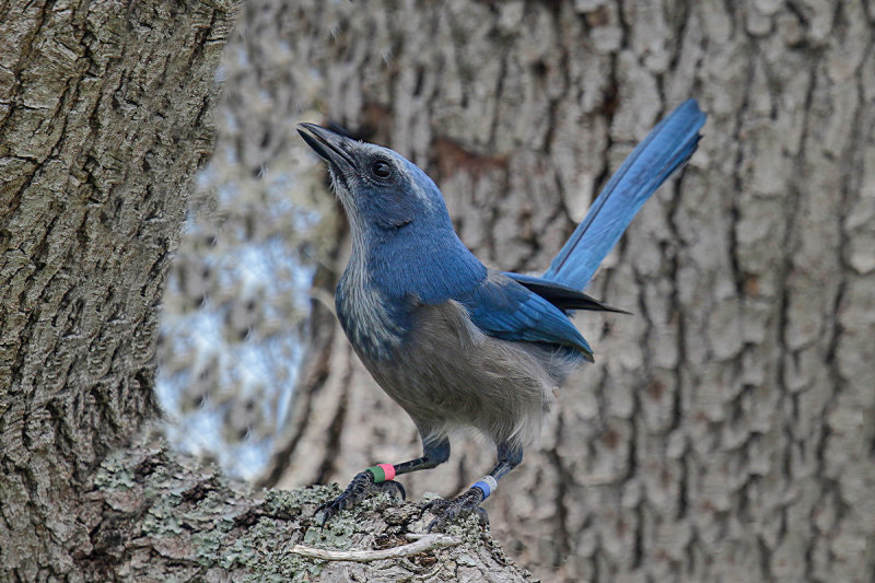 Florida Scrub-Jay