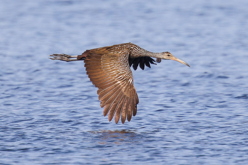 Limpkin