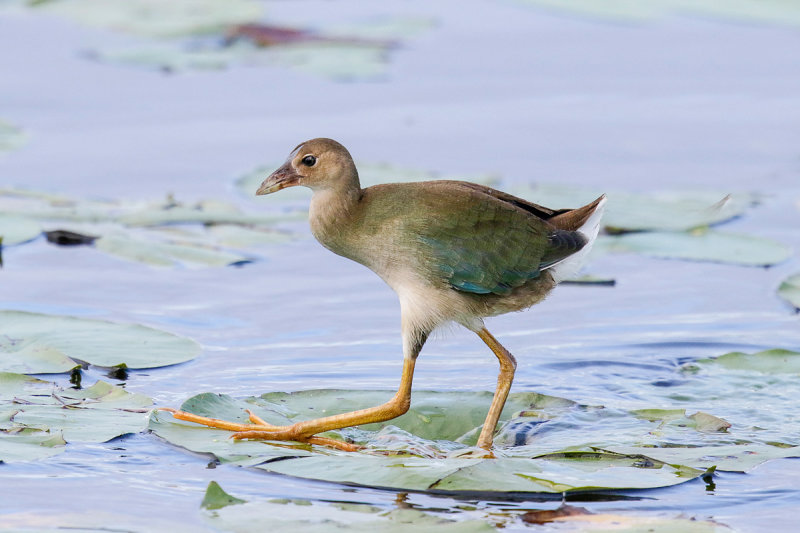 Purple Gallinule