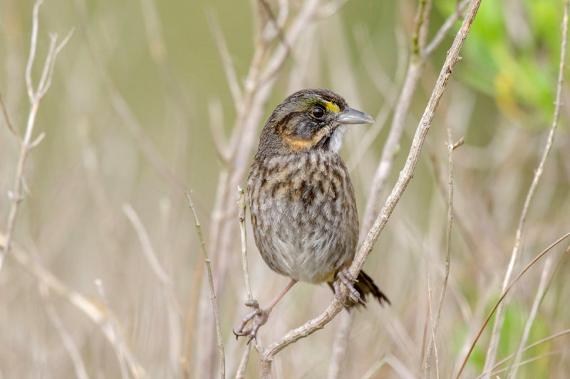 Seaside Sparrow